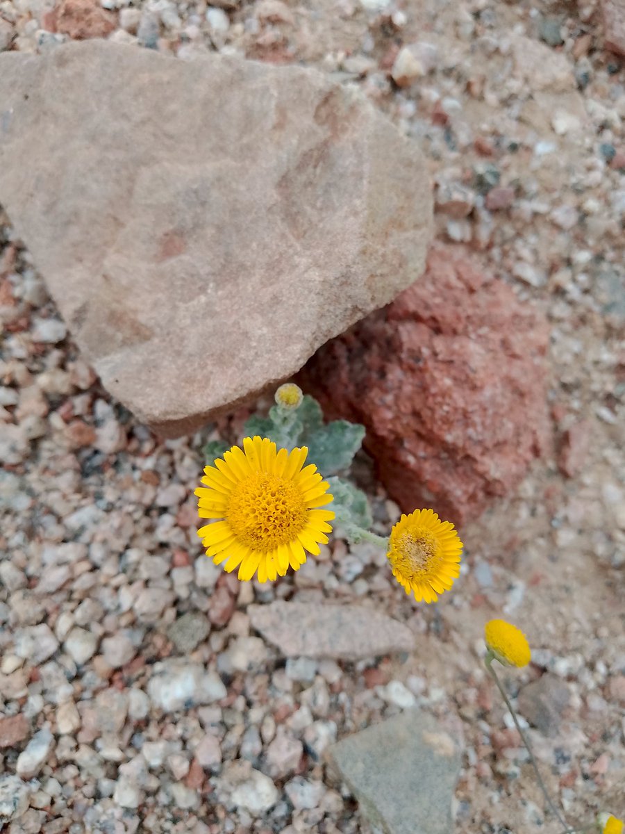 سارة مشحن البلوي tweet media