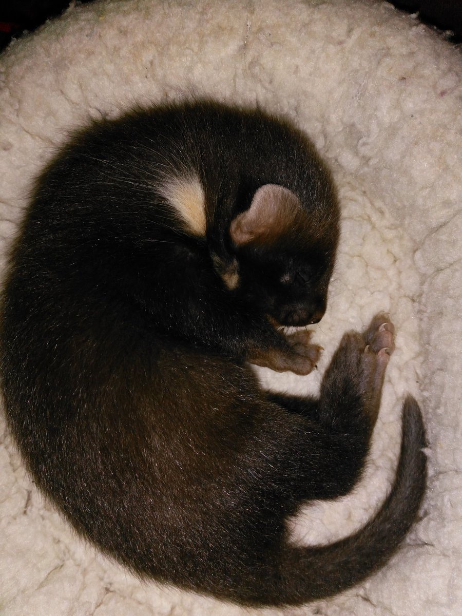 Wendy van der Steen 'ZijvandeCatering' tweet media