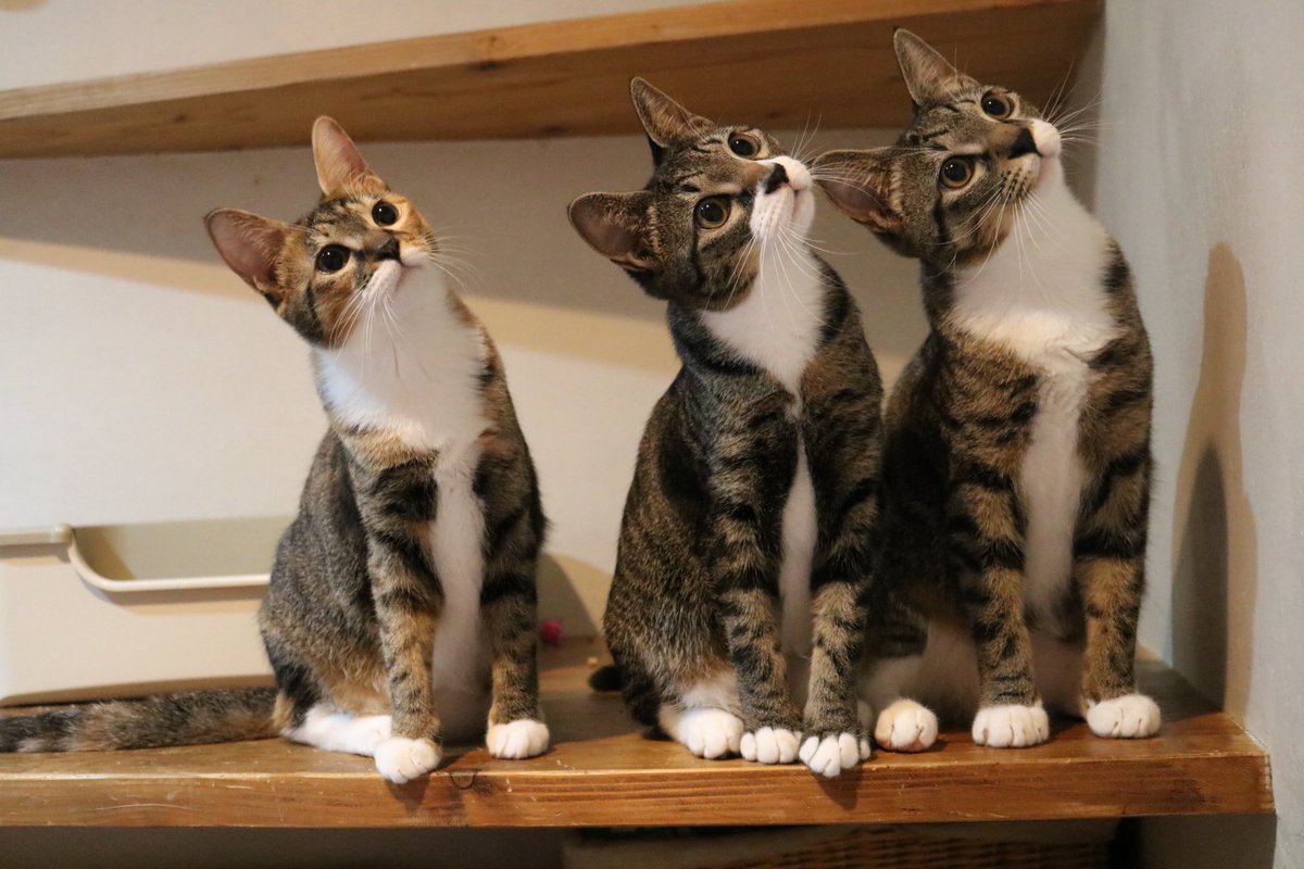 小柳とかげ tweet media