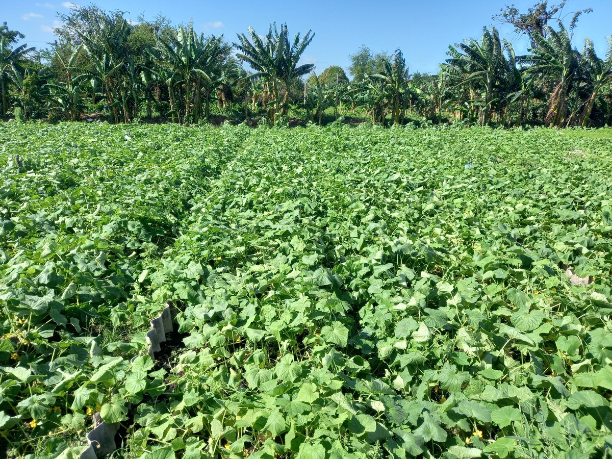 Osbel Lorenzo tweet media