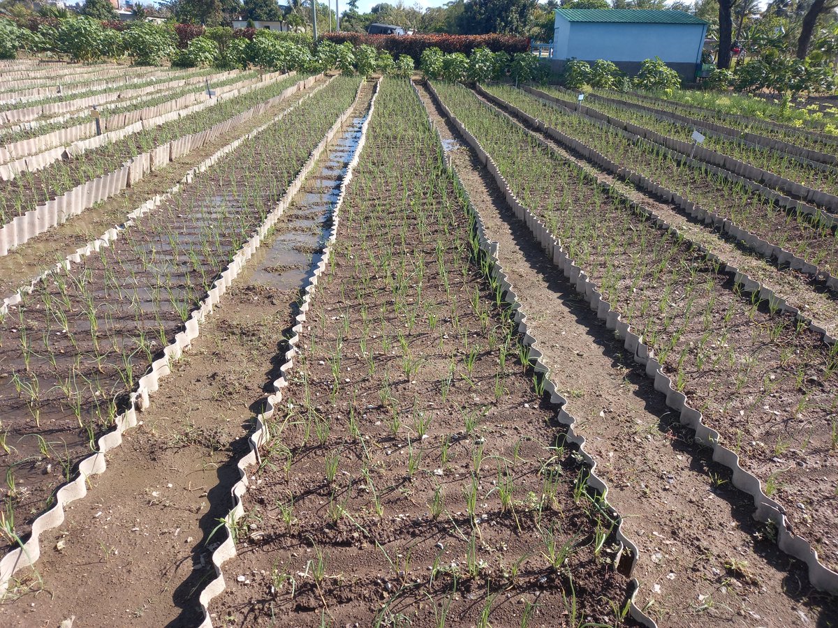 Osbel Lorenzo tweet media