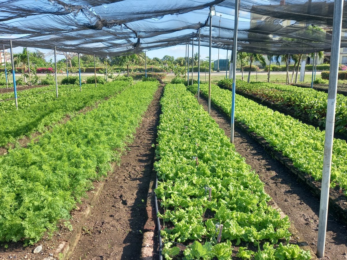 Osbel Lorenzo tweet media