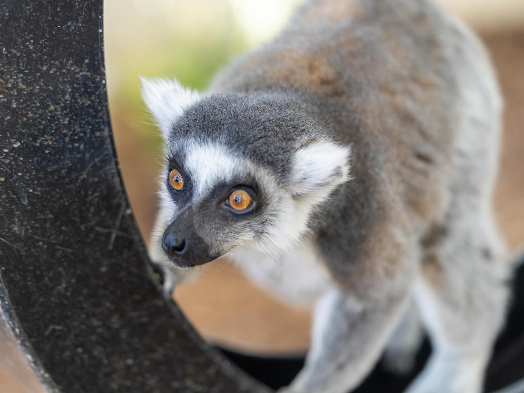 Calgary Zoo tweet media