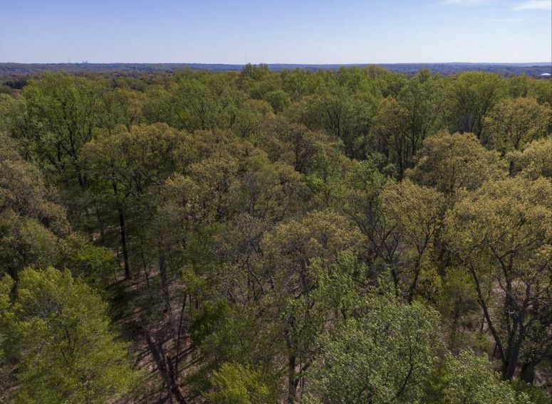 tufieldstation's tweet photo. On International Day of Forests, we recognize that over 13 million hectares of forest are lost each year, while places like Temple Forest Observatory show how forests can recover and demonstrate resilience after disturbance. 🌳🌱 https://t.co/LaBhusrUyS
