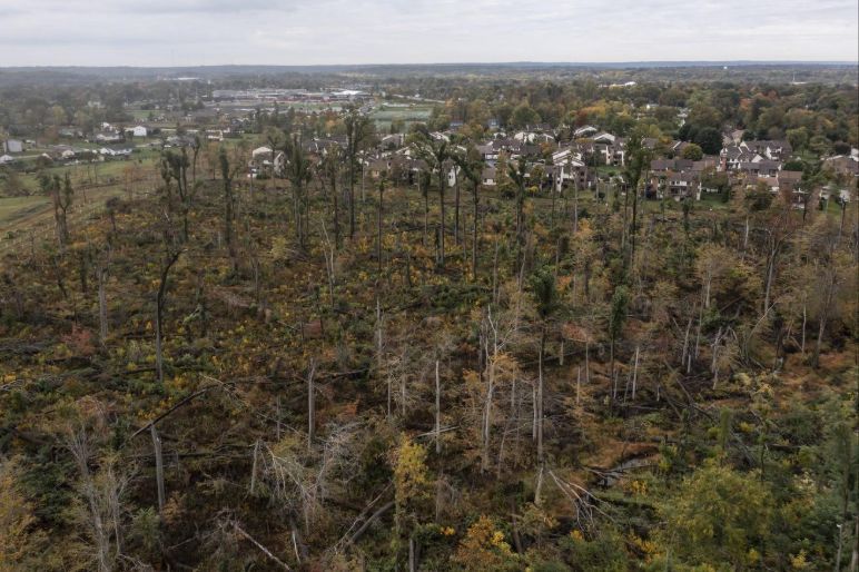 tufieldstation's tweet photo. On International Day of Forests, we recognize that over 13 million hectares of forest are lost each year, while places like Temple Forest Observatory show how forests can recover and demonstrate resilience after disturbance. 🌳🌱 https://t.co/LaBhusrUyS