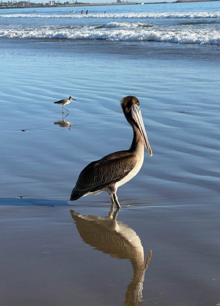 CAStateParks's tweet photo. Your #CAStateParks Weekly Digest is here: https://t.co/VZyUxLEapP!  
🏡 Where did women make history in California?
🚉 A new exhibit highlighting Black and African American contributions to the railroad is coming!
📷 State parks are for the birds! Check out the photos! https://t.co/YUwJOyHj9N