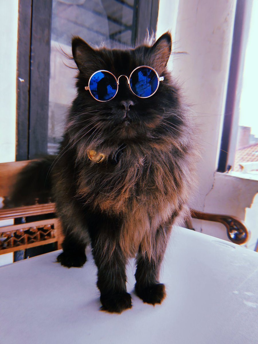 Cat Nihon tweet media