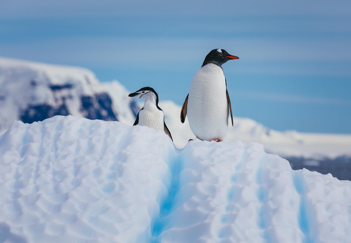 Quark Expeditions tweet media