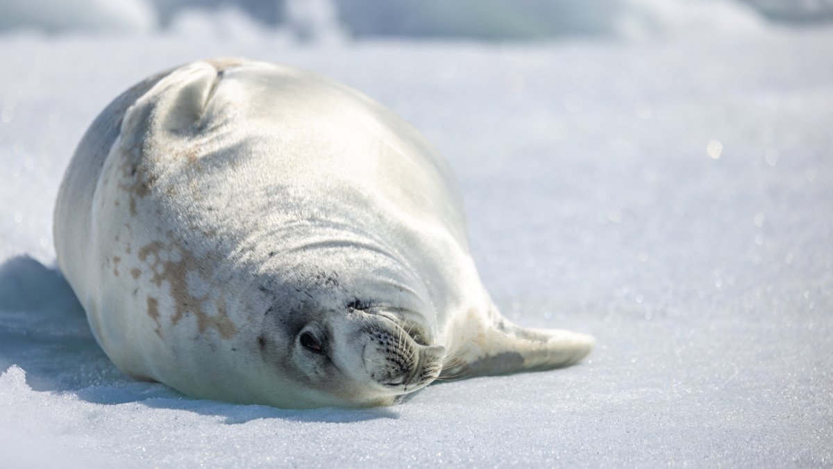 Quark Expeditions tweet media