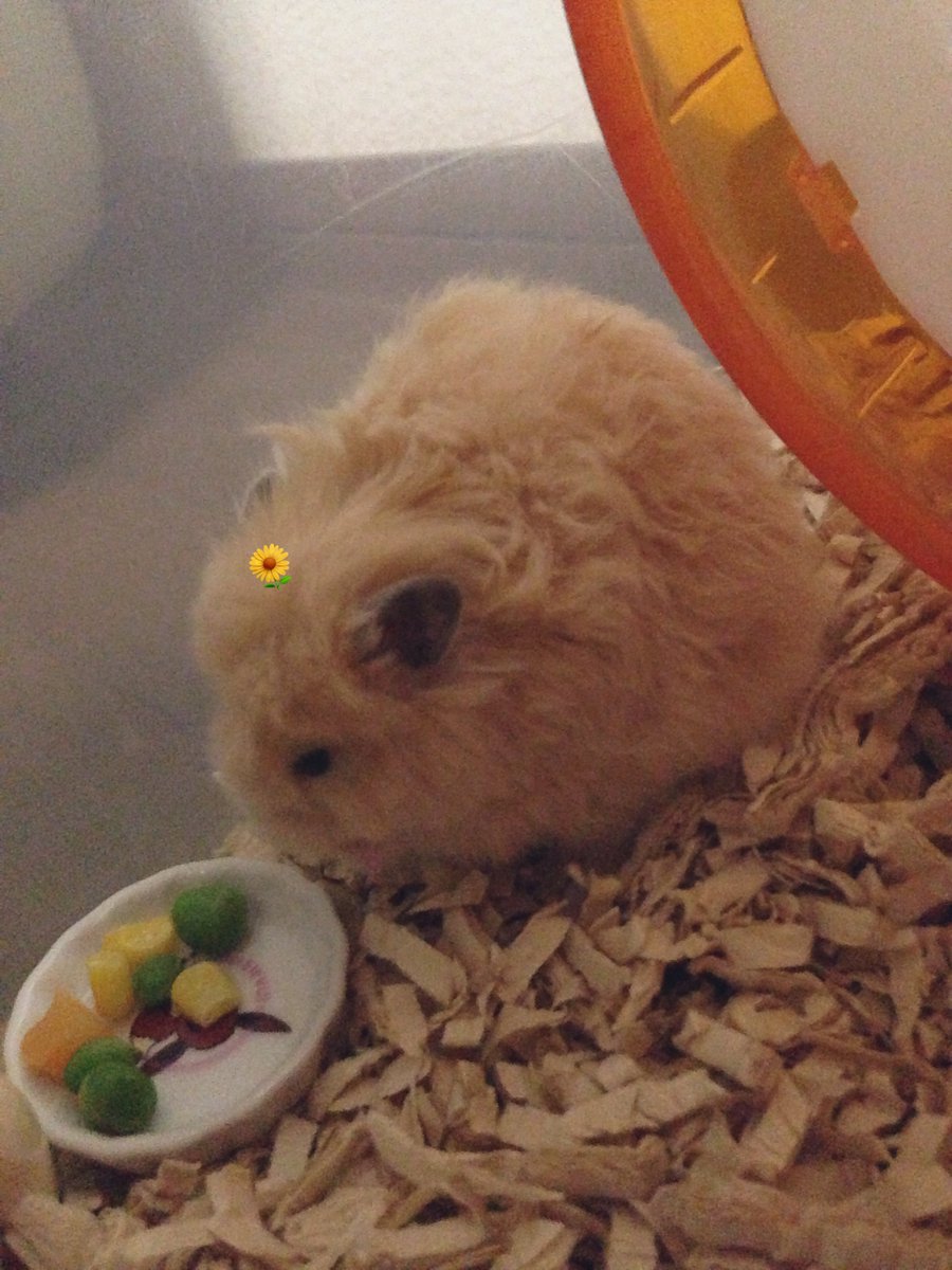 あかじそ🐹 tweet media