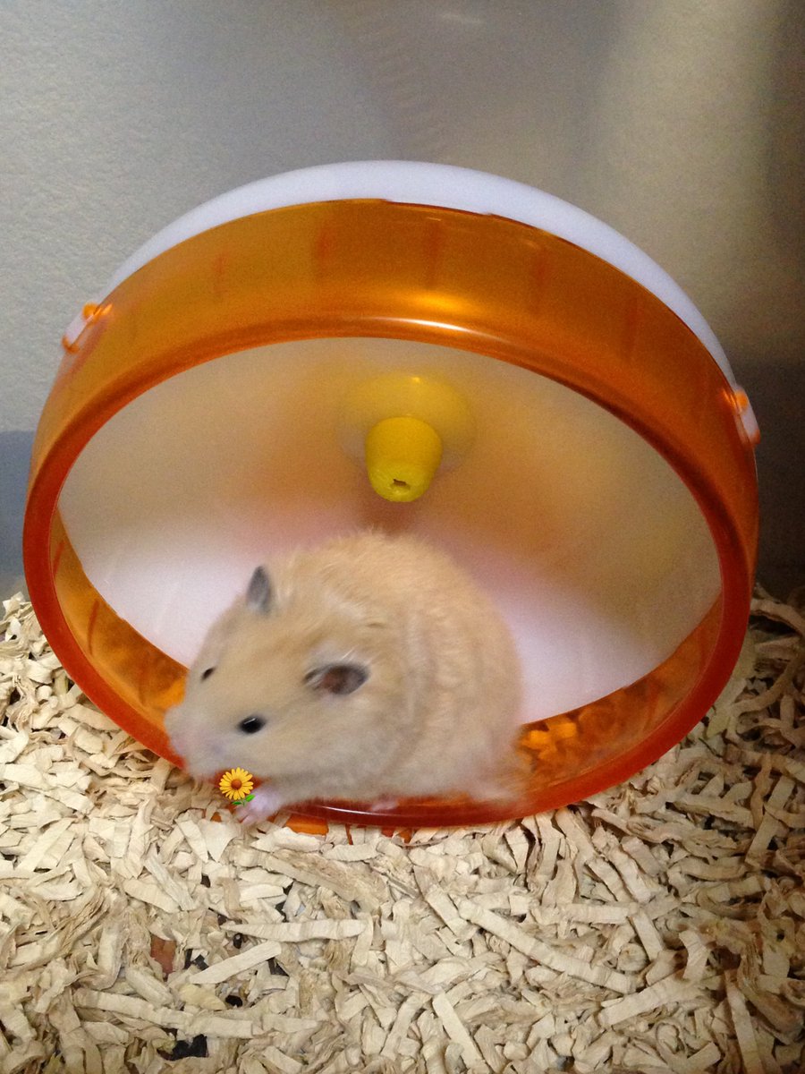 あかじそ🐹 tweet media