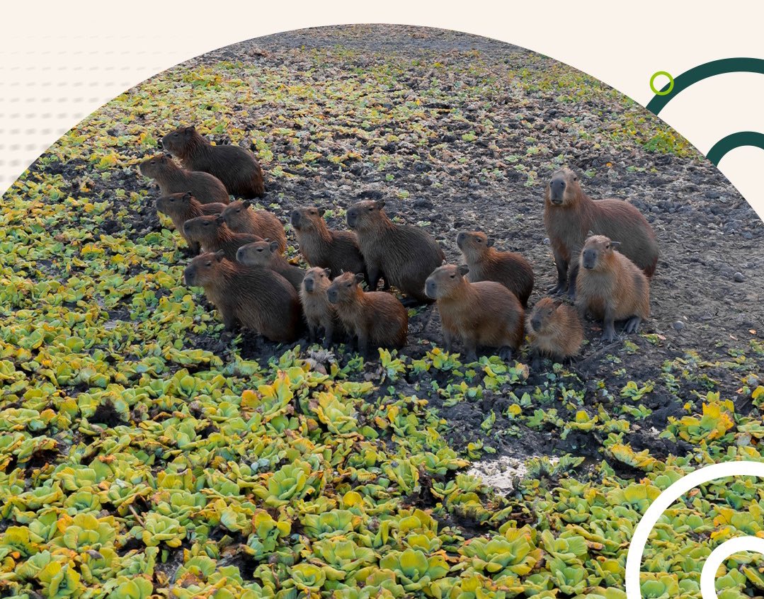 Proindesa tweet media