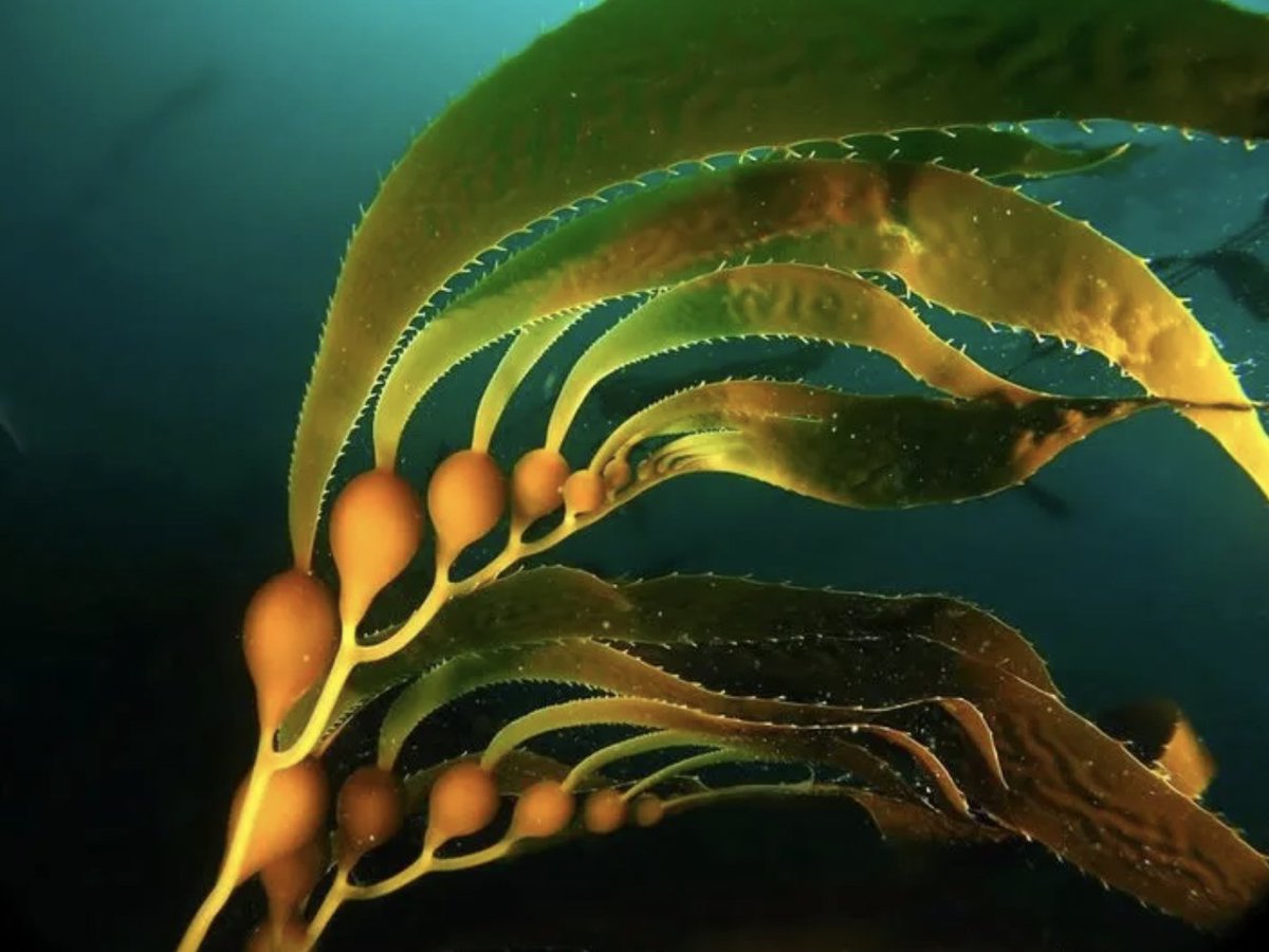 The Plant Initiative tweet media