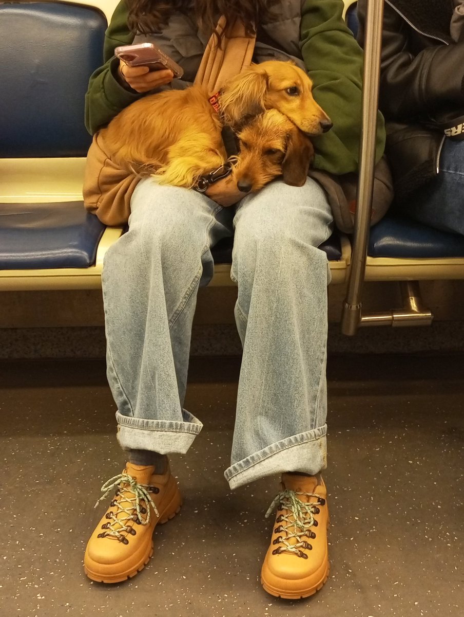 🕊️🎄☃️ВРАЗЬ☃️🎄 tweet media