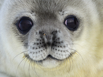 Psychro |☢️👻| The Survivalist (DoomChuds) tweet media