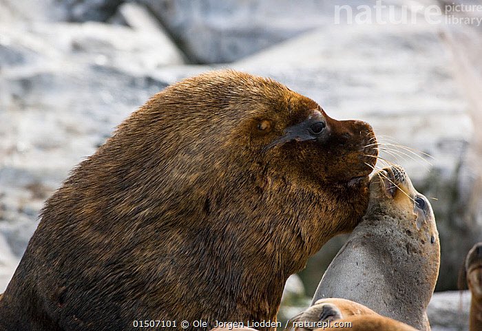 nana kleinfrankenheim tweet media