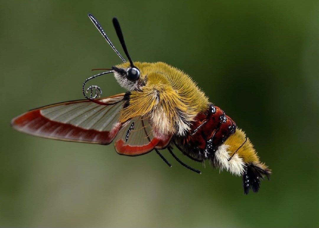 This is the Hummingbird Clearwing (Hemaris thysbe) - Daily Critter #26! The giveaway is the distinct red colour of the wings! Its a type of moth found in North America and its migratory, meaning this guy gets around!