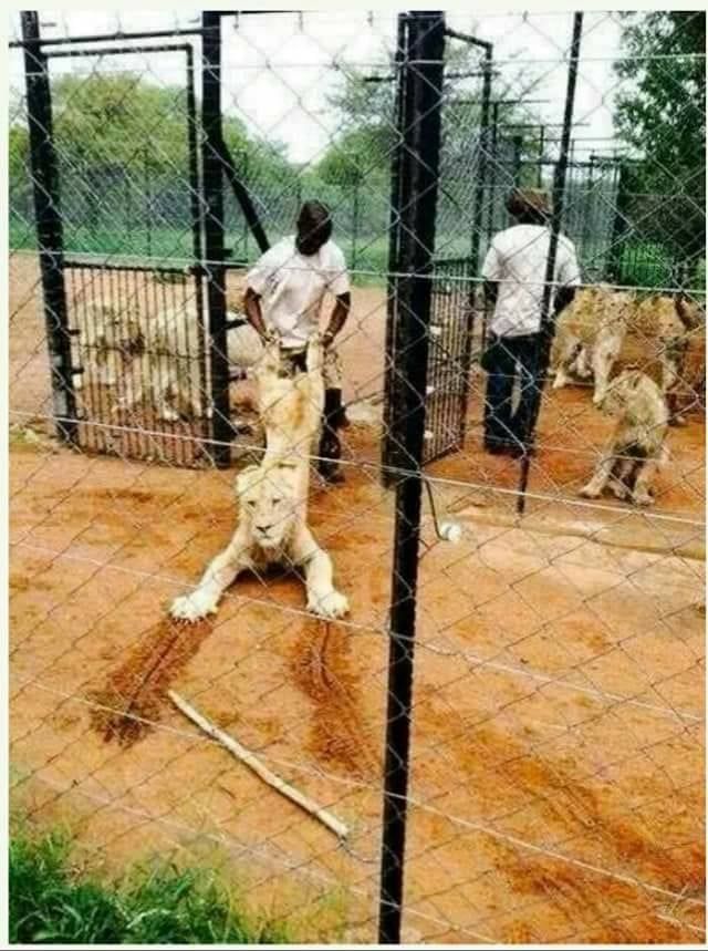 Aryahoey tweet media