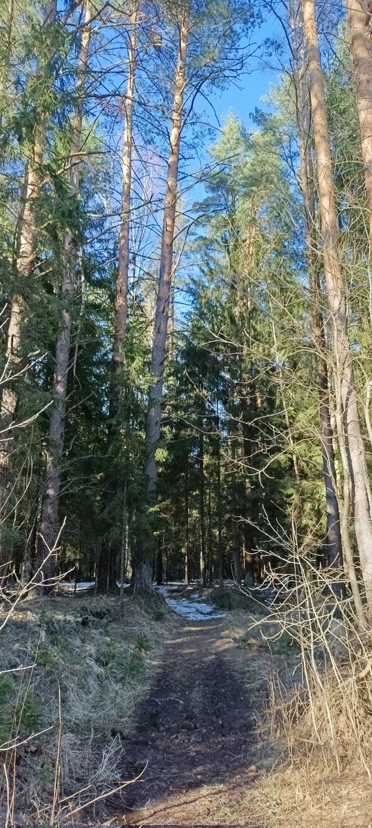 Романтизирую весну где-то под Волоколамском.