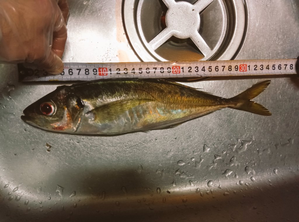 connie/Runo/セカンドライフP tweet media