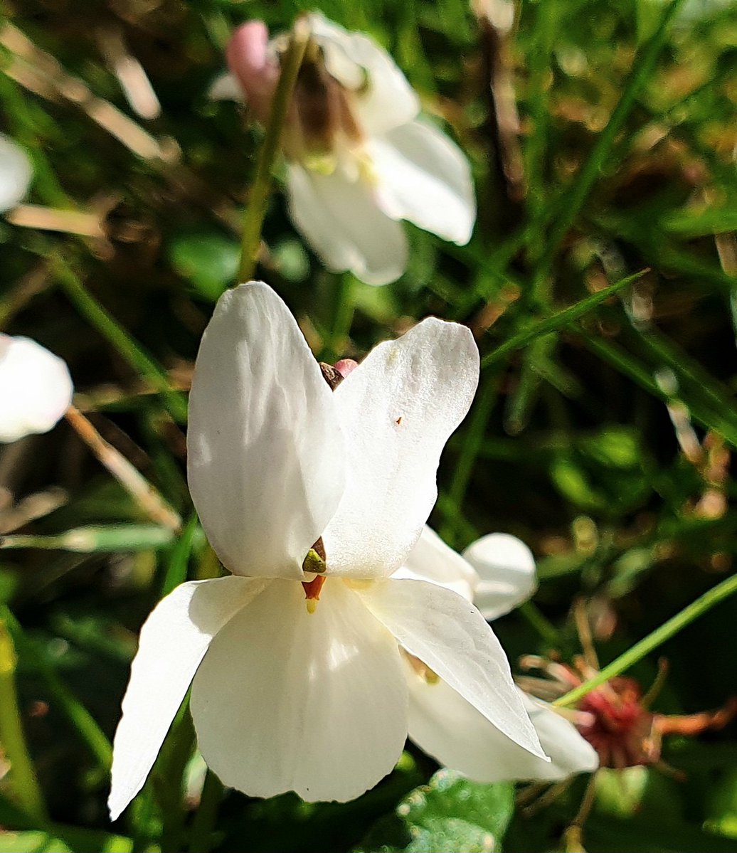 Paul Goode 💙💙💙Wilds of Suffolk tweet media