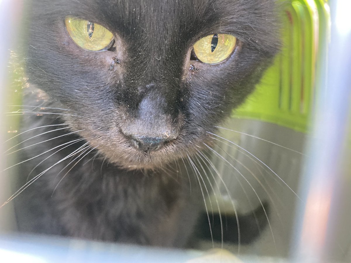 DeeMeow🐾 tweet media