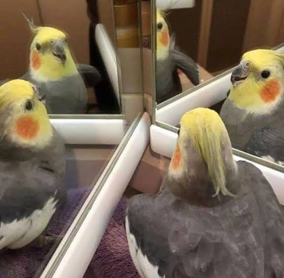 รีนเปเป้🐰´ˎ˗ tweet media