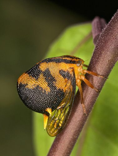 rio 🪲 bug oomf tweet media