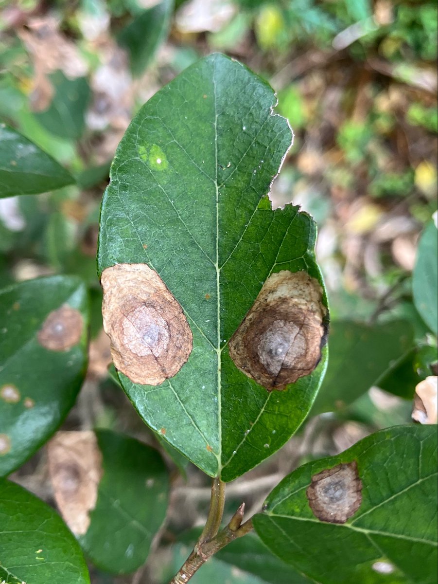 Yuta Hino tweet media