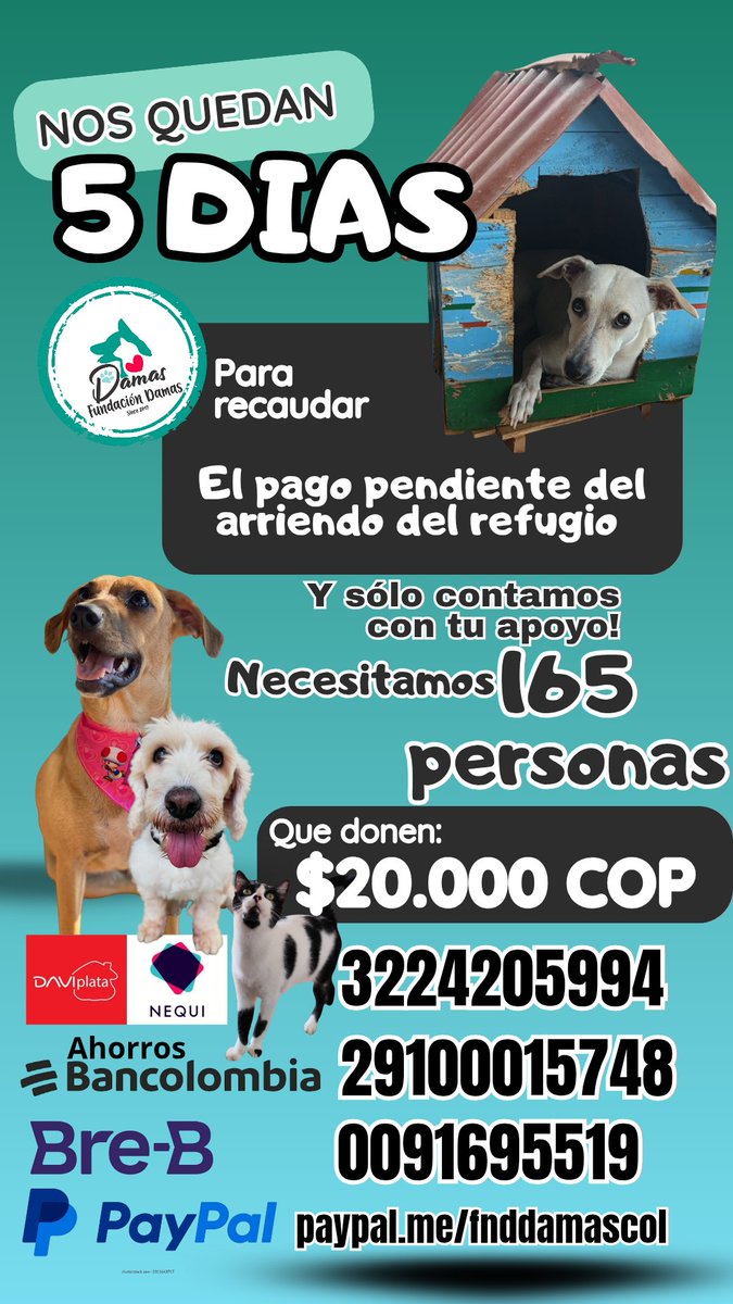 FndDamascol's tweet photo. Nos quedan 5 días! 
Y nos gustaría mucho contar con tú apoyo! 
Si no puedes ayudar, pasa la voz
🗣️👤
#AyúdanosAAyudar
#ContamosContigo
#ManoEchanosUnaPata https://t.co/Zjhw3u77I3