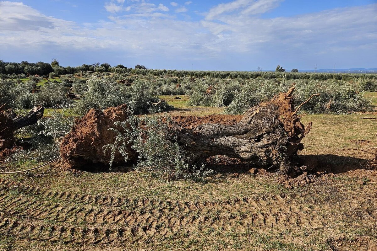 conny ehrenberg tweet media