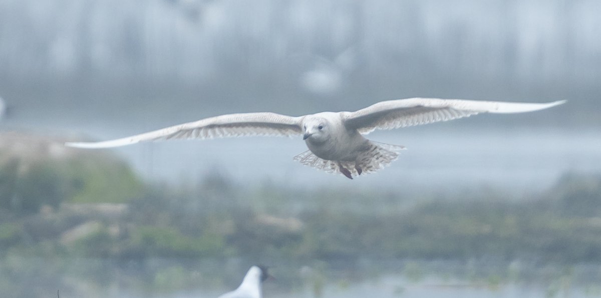 Julian Keeble tweet media