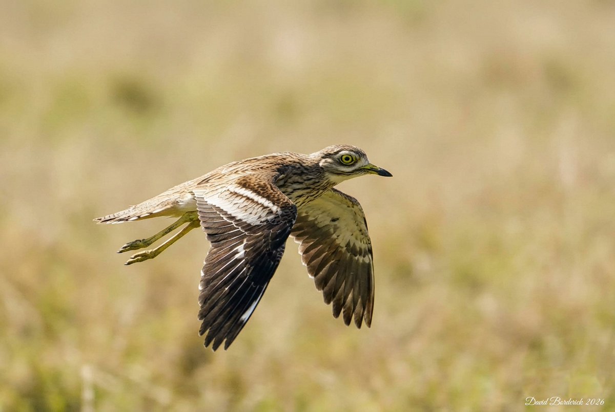 David Borderick tweet media