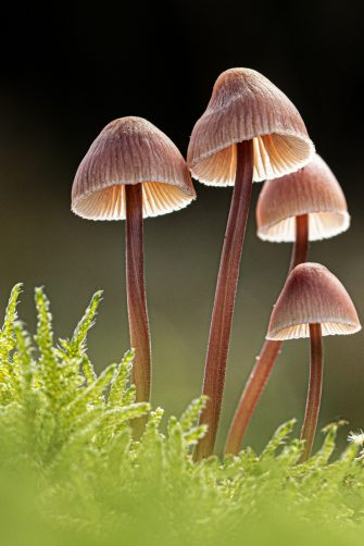 All day Astronomy tweet media