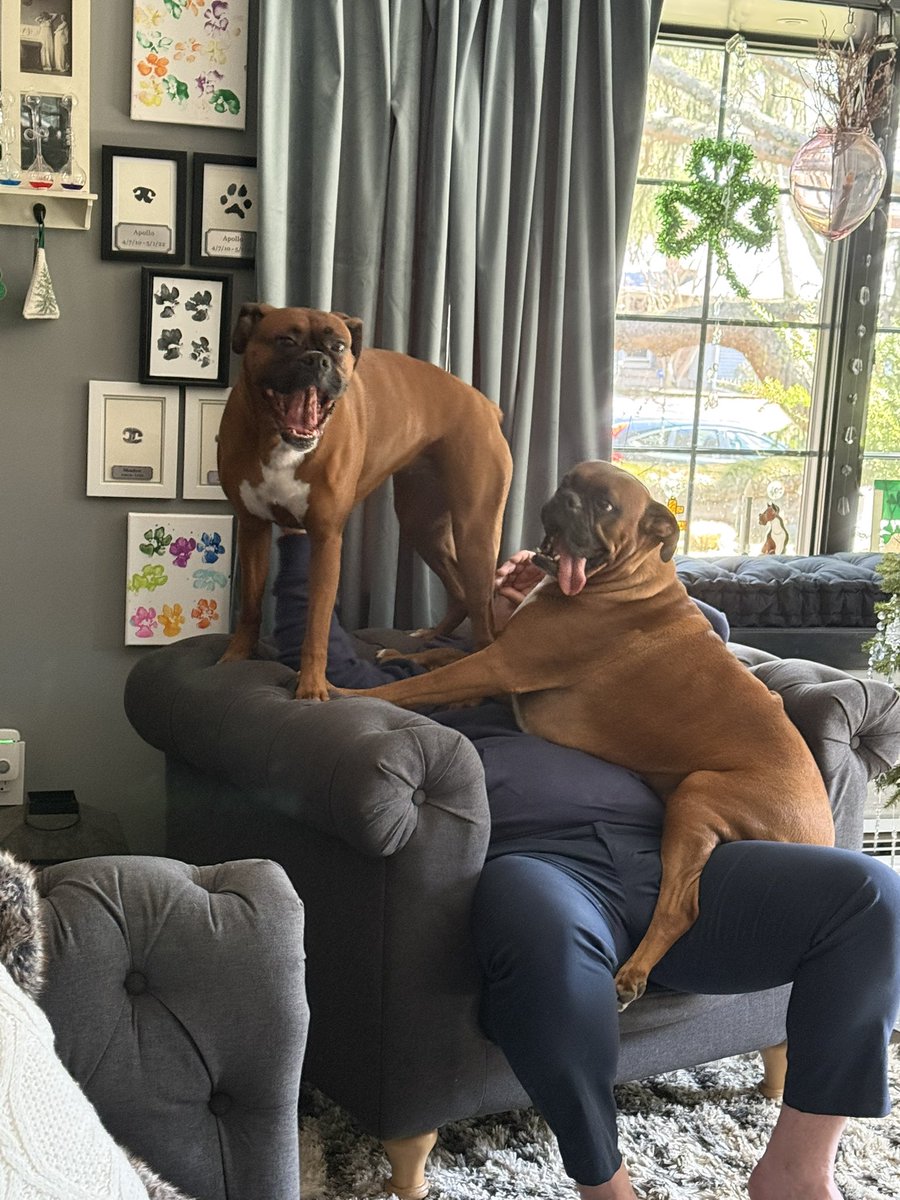 Amy’s Boxer Dogs tweet media