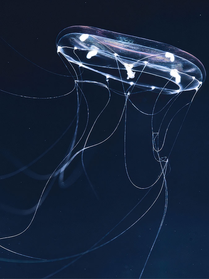 Quanta Magazine tweet media