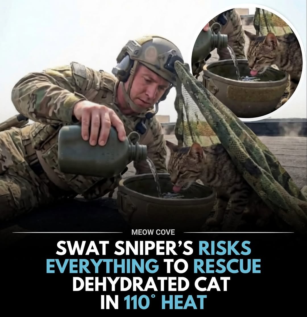 We don't deserve cats 😺 tweet media