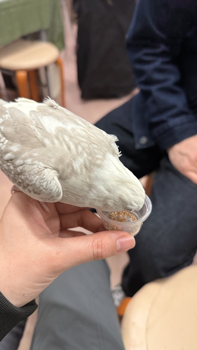 Fū / ふう tweet media