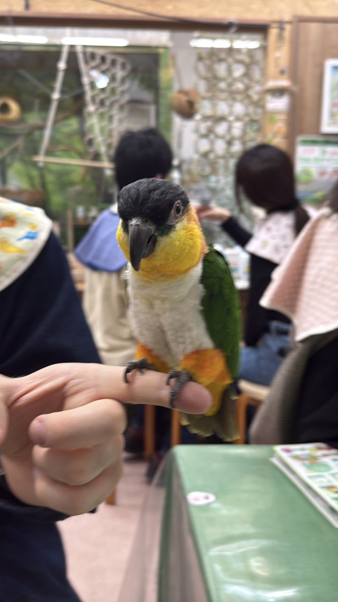 Fū / ふう tweet media