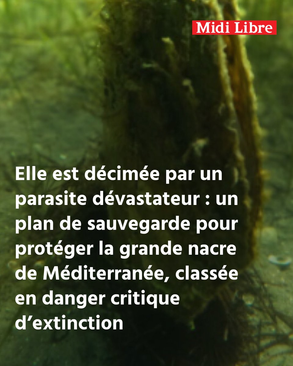 Midi Libre Sète tweet media