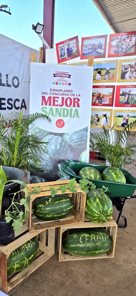 MyCancunn's tweet photo. #Entérate 📌 Competencia la mejor sandía en JMM
🍉 Con premios de hasta 10 mil pesos y una tradición vigente desde 1993, 12 productores de José María Morelos buscan coronarse con la mejor sandía del municipio, informó la directora de Desarrollo Agropecuario, Suemy Escamilla https://t.co/qv5gBbRrzI