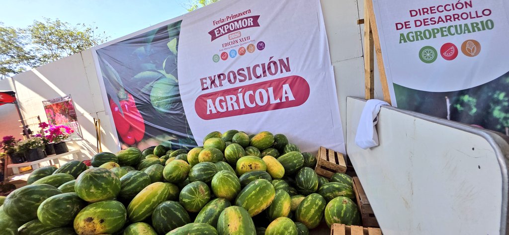 MyCancunn's tweet photo. #Entérate 📌 Competencia la mejor sandía en JMM
🍉 Con premios de hasta 10 mil pesos y una tradición vigente desde 1993, 12 productores de José María Morelos buscan coronarse con la mejor sandía del municipio, informó la directora de Desarrollo Agropecuario, Suemy Escamilla https://t.co/qv5gBbRrzI