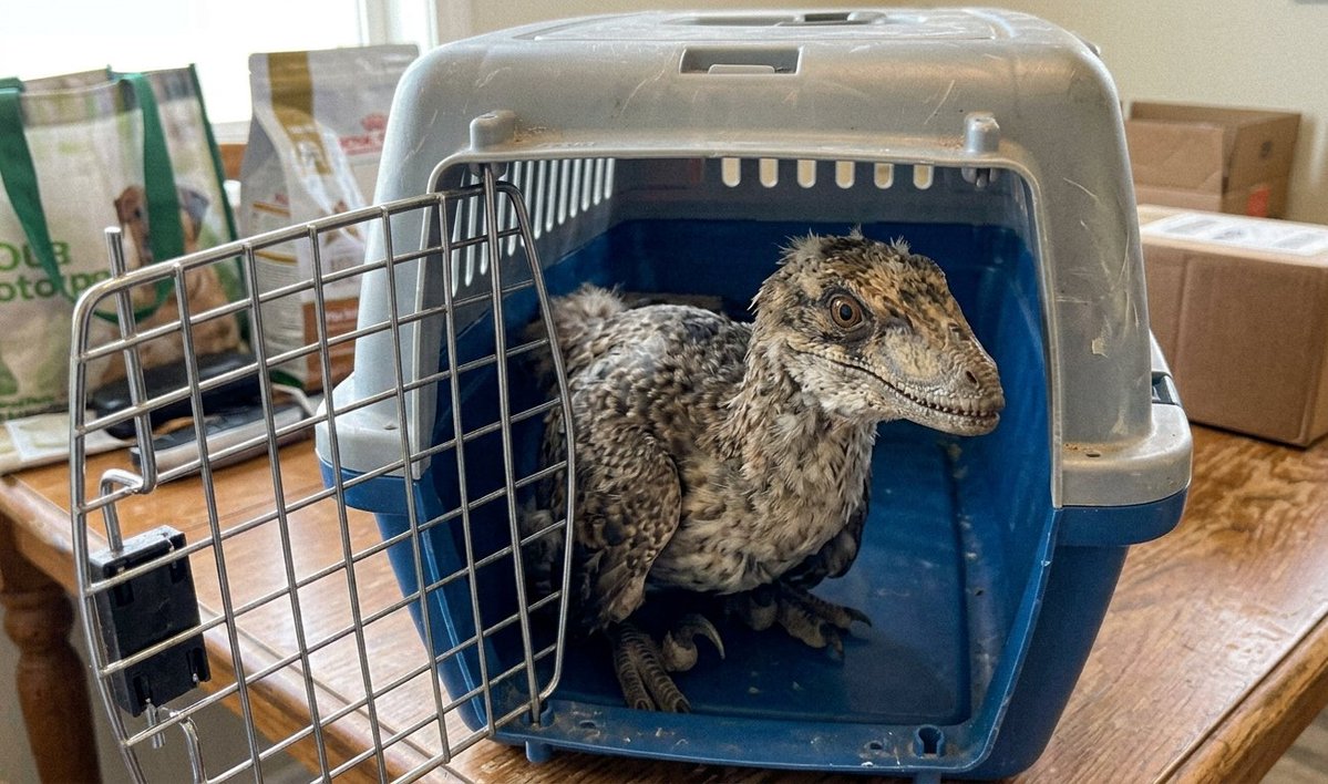 🌃UncleRedup🌃 tweet media