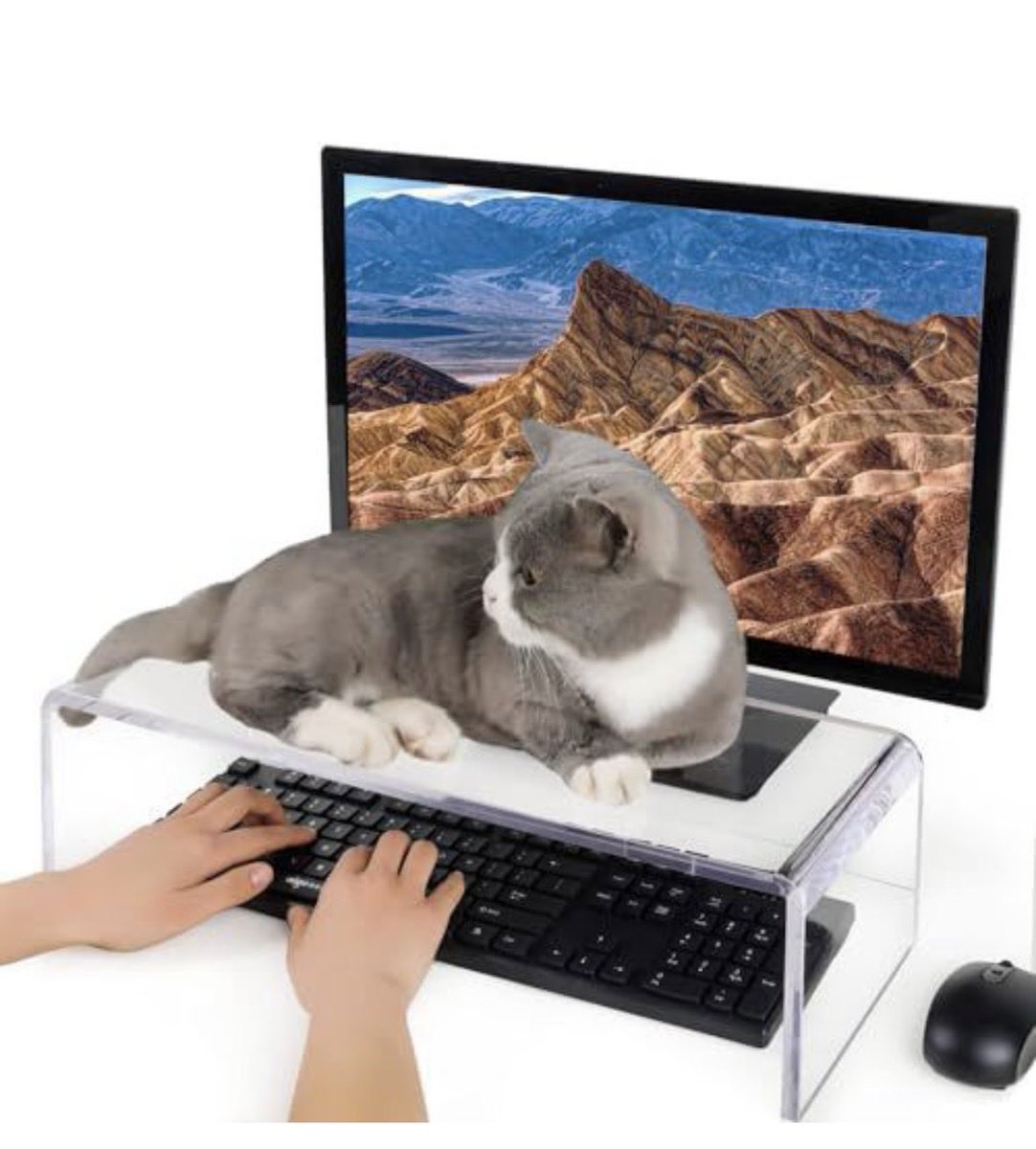 Cheeky_Chikkie tweet media