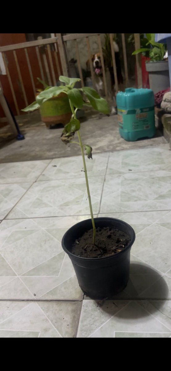 arrobafanyy's tweet photo. Mi novio me sembró un girasol desde noviembre y el día de hoy ya floreció, te amo Ezequiel❤️ https://t.co/tdKkzwu0yY