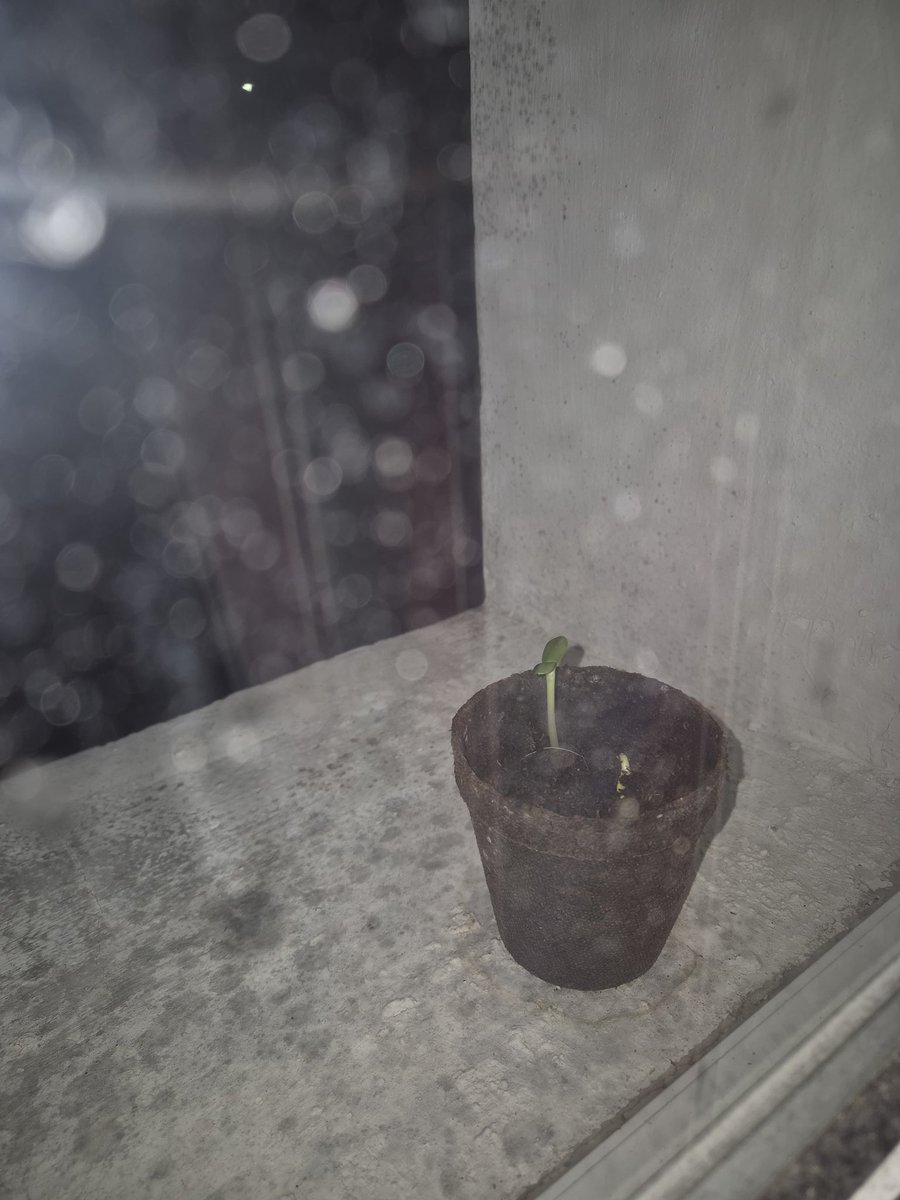 arrobafanyy's tweet photo. Mi novio me sembró un girasol desde noviembre y el día de hoy ya floreció, te amo Ezequiel❤️ https://t.co/tdKkzwu0yY