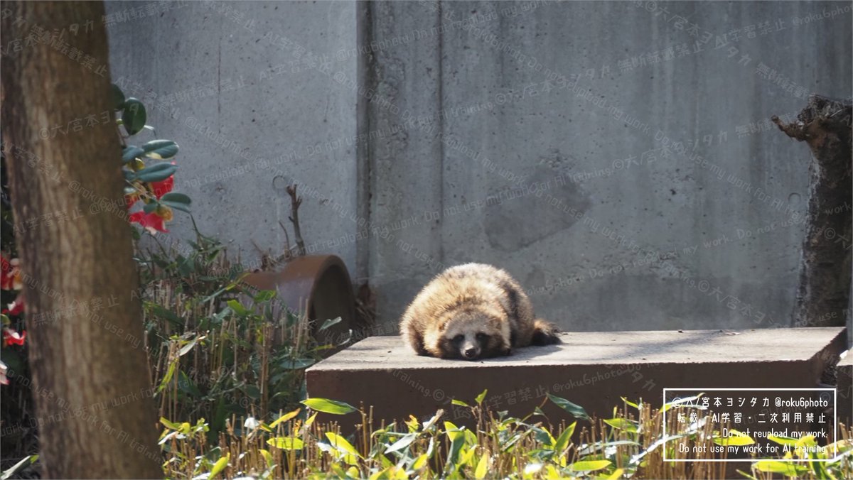 六/写真 tweet media