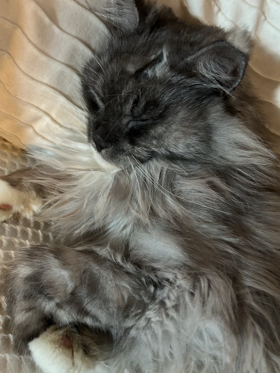 postapologetic🫀 tweet media