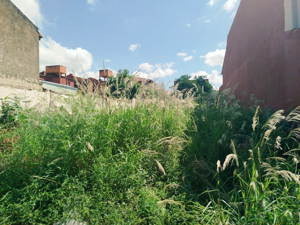 arol79's tweet photo. @luisbello_asu @AsuncionMuni  Solicitamos la intervención urgente ante el abandono de este terreno, que constituye un riesgo para la salud pública y la seguridad de los vecinos. Favor dar cumplimiento a las ordenanzas vigentes.Sucre entre Denis Roa y Cnel. Cabrera.BoSan Cristóbal https://t.co/8Ghvar2HyE