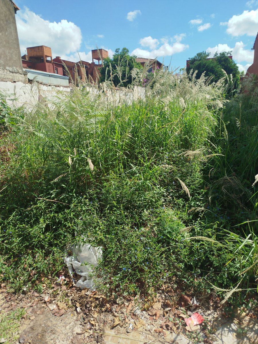 arol79's tweet photo. @luisbello_asu @AsuncionMuni  Solicitamos la intervención urgente ante el abandono de este terreno, que constituye un riesgo para la salud pública y la seguridad de los vecinos. Favor dar cumplimiento a las ordenanzas vigentes.Sucre entre Denis Roa y Cnel. Cabrera.BoSan Cristóbal https://t.co/8Ghvar2HyE